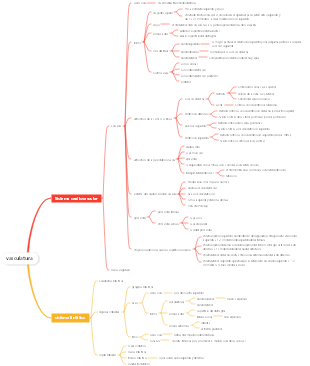 Anatomía Médica - Mapa Mental del Sistema Vascular