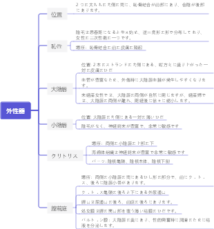 産婦人科マインドマップ