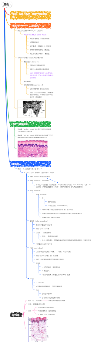 生理學皮膚思維導圖