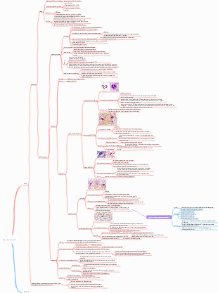 Histologie et Embryologie - Sang et Lymphe