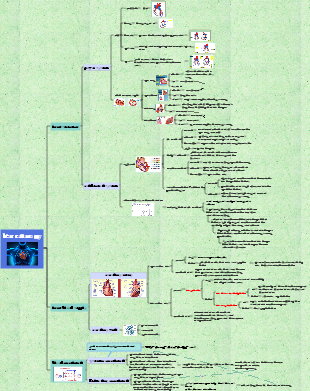 The composition and function of the circulatory system (blood circulation)