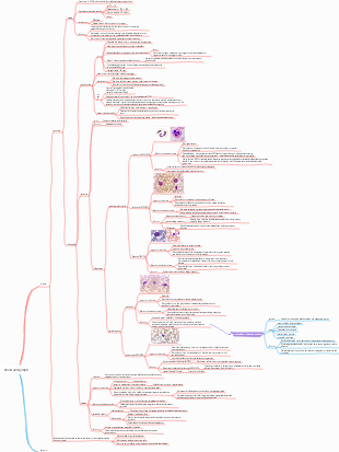 Histology and Embryology - Blood and Lymph