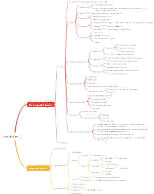 Medical Anatomy - Vascular System Mind Map