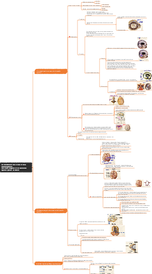 Les membranes, les vaisseaux sanguins et la circulation du liquide céphalo-rachidien du cerveau et de la moelle épinière