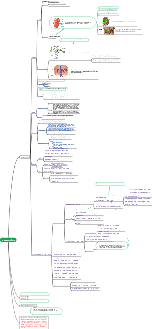 Mind map of the urinary system