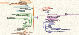 Systemic anatomy respiratory system