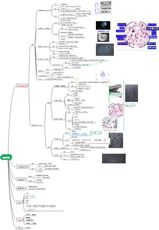組胚→結締組織