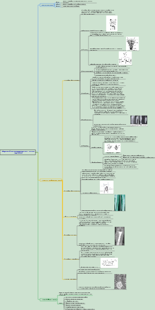 Chirurgia 058 Infezioni purulente delle ossa e delle articolazioni