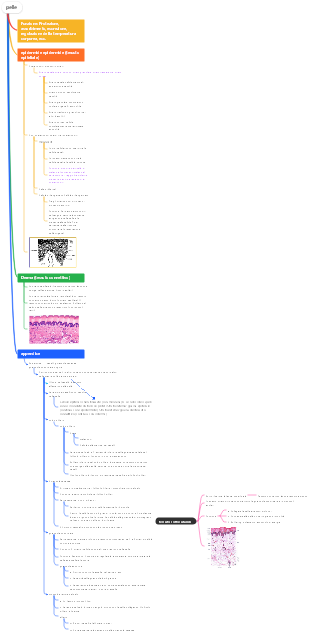 Mappa mentale della pelle fisiologica