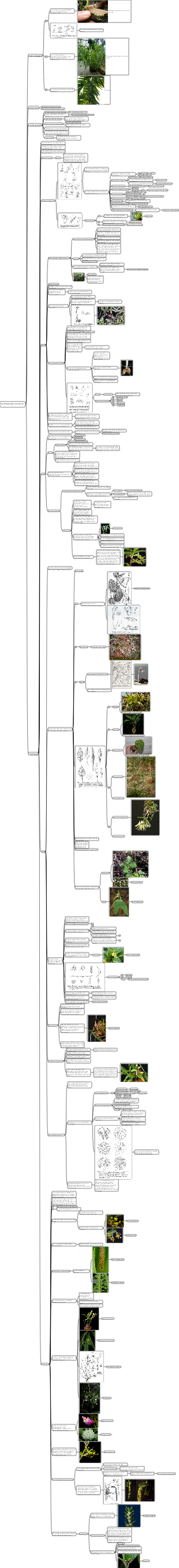 Morfologia delle Orchidaceae 1