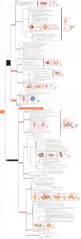 8. Anatomia del sistema sensillare