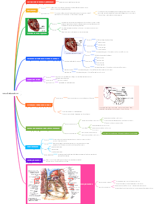 Medicina - Sistema Vascolare