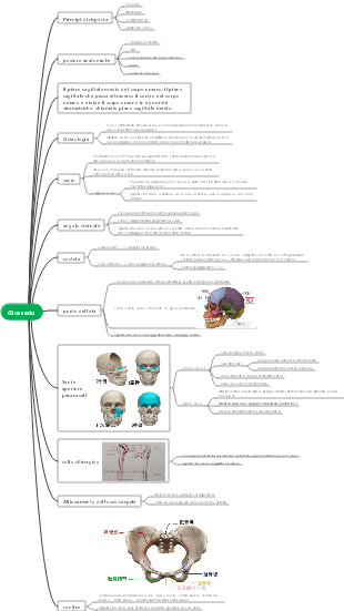 Glossario delle parti anatomiche