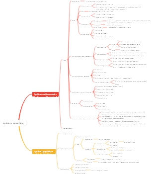 Anatomie médicale - Carte mentale du système vasculaire
