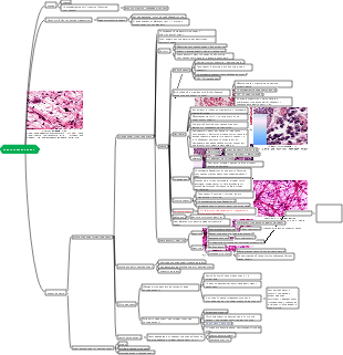 Гистология и эмбриология — соединительная ткань
