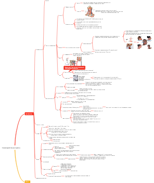 Пищеварительная трубка