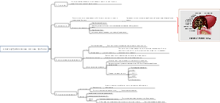 камни внутрипеченочных желчных протоков