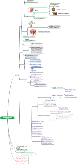 Интеллект-карта мочевыделительной системы