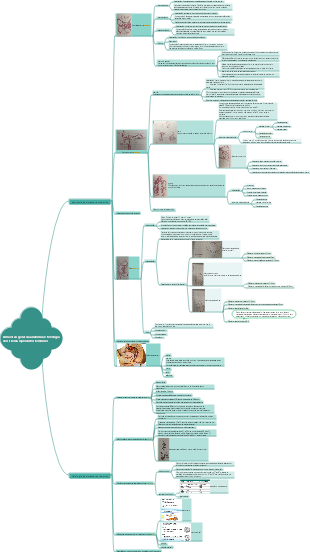 Visão geral da anatomia e fisiologia do sistema reprodutor feminino (2)