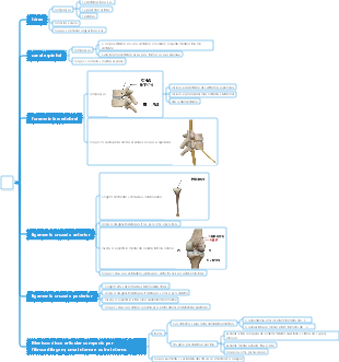 Mapa Mental Medicina-Osso