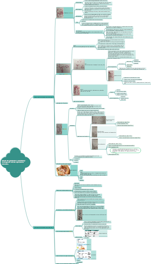 Descripción general de la anatomía y fisiología del sistema reproductor femenino (2)