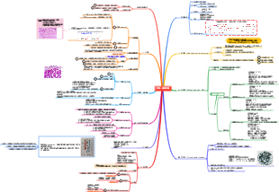 第5章_血液、循環系統