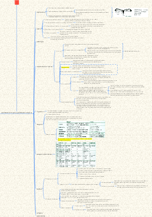 Gravidanza extrauterina