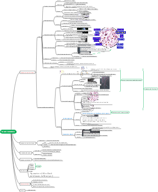 embrione → tessuto connettivo