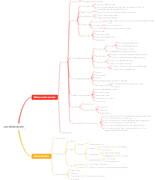 Anatomia medica - Mappa mentale del sistema vascolare