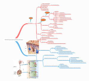 Morfofisiologia da pele e glândulas sudoríparas