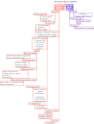 Peripheral Nervous System