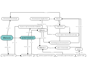 Meiosis
