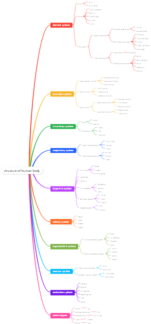 structure of human body