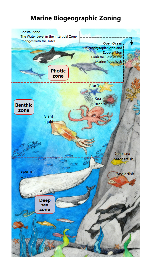 Sea Otter's Impact on Kelp Forests