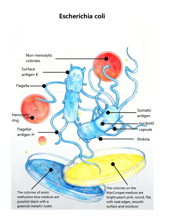 Bacterial Anatomy & Colony Morphology