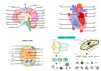 Human Brain and Cells 