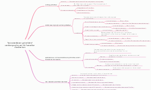 Transmembrane potential of cardiomyocytes and its formation mechanism