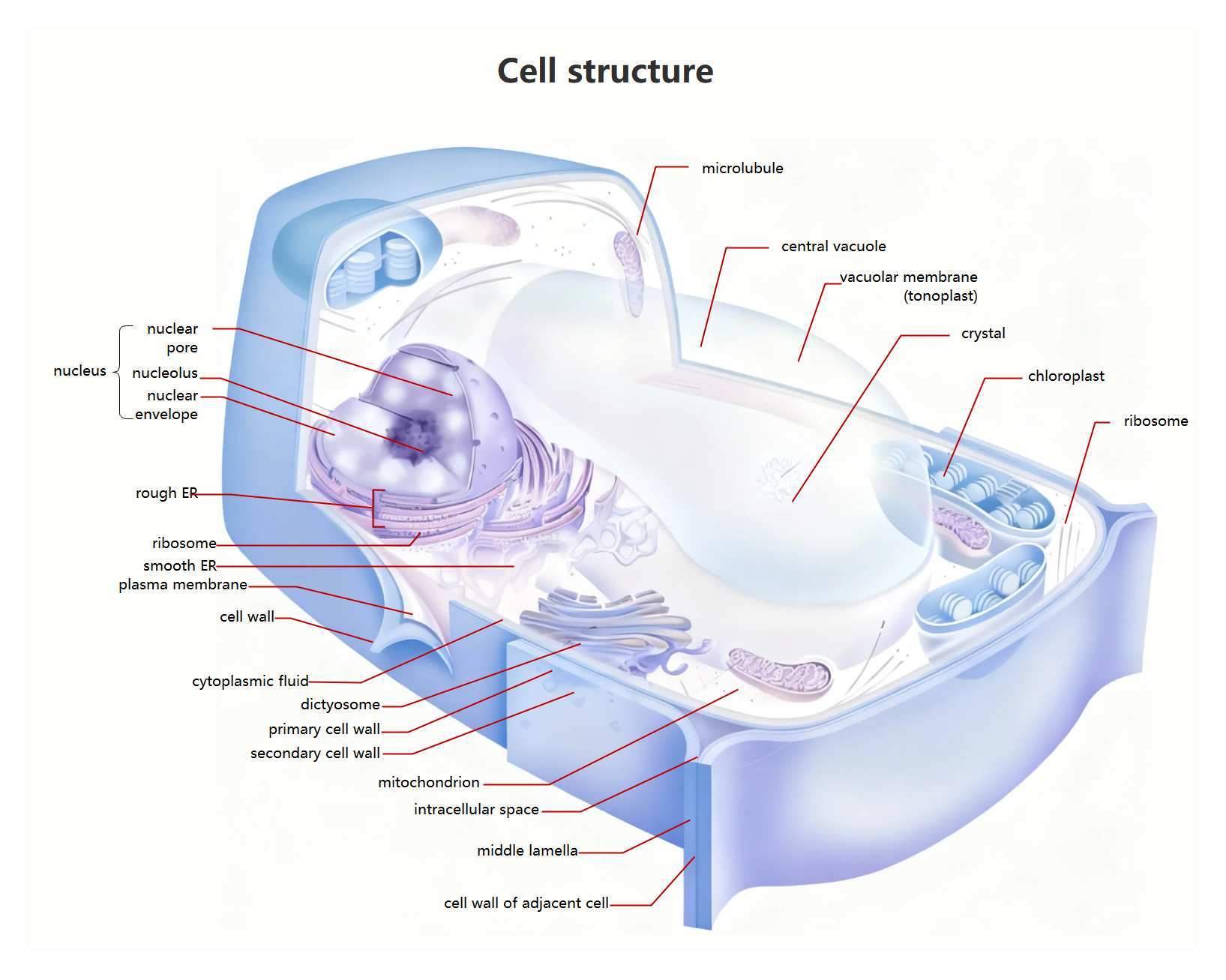 Detailed Cell Structure Diagram | EdrawMax Templates