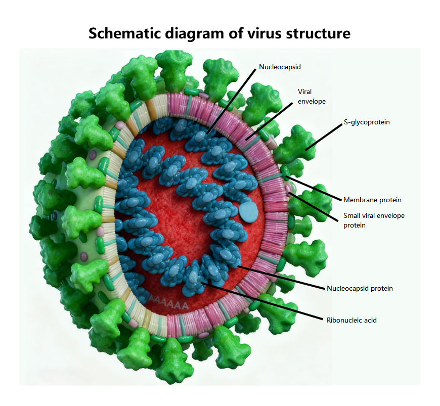 Virus Structure Diagram
