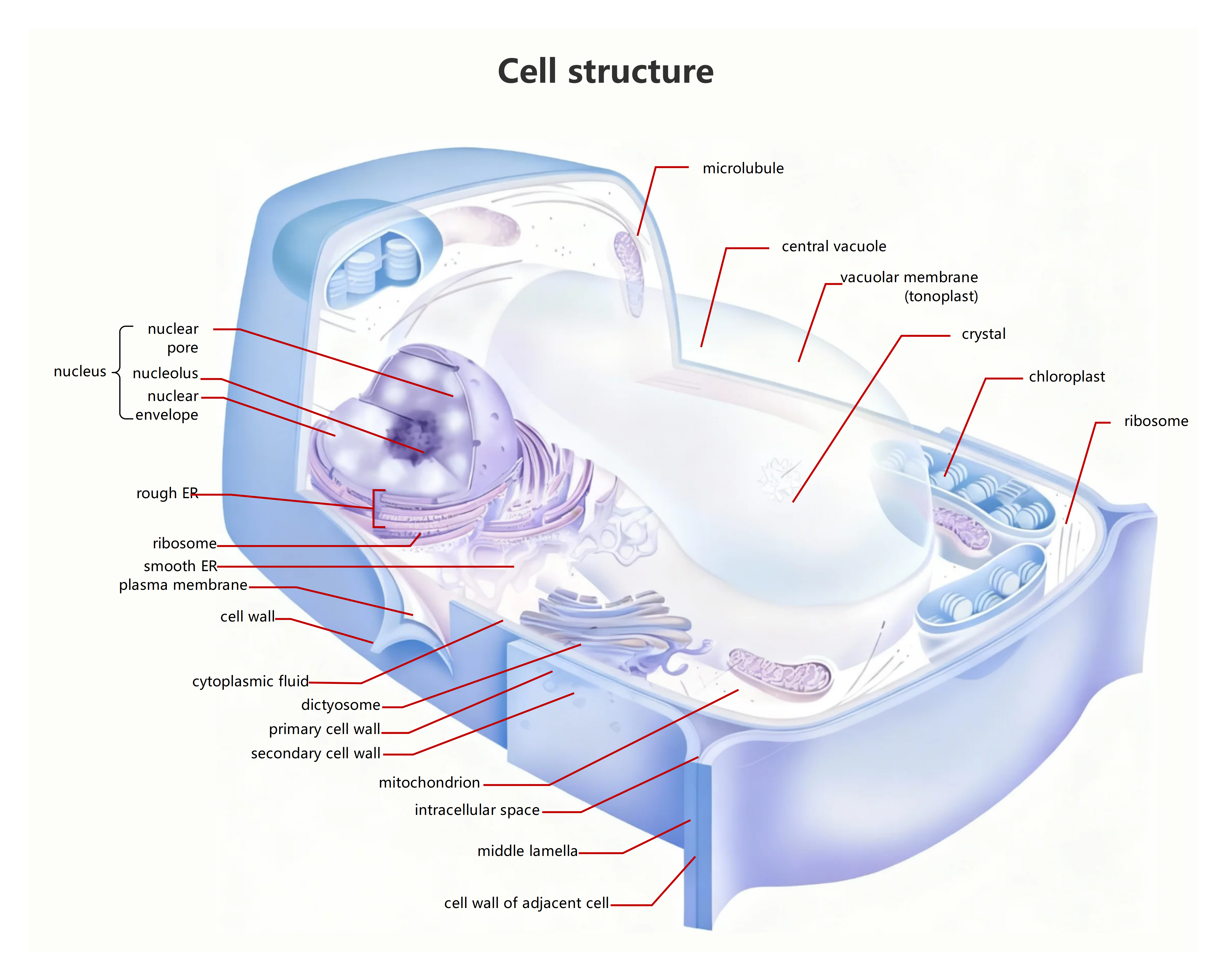 Detailed Cell Structure Diagram
