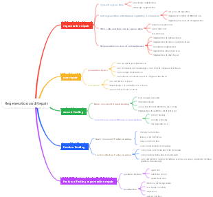 Regeneration and Repair