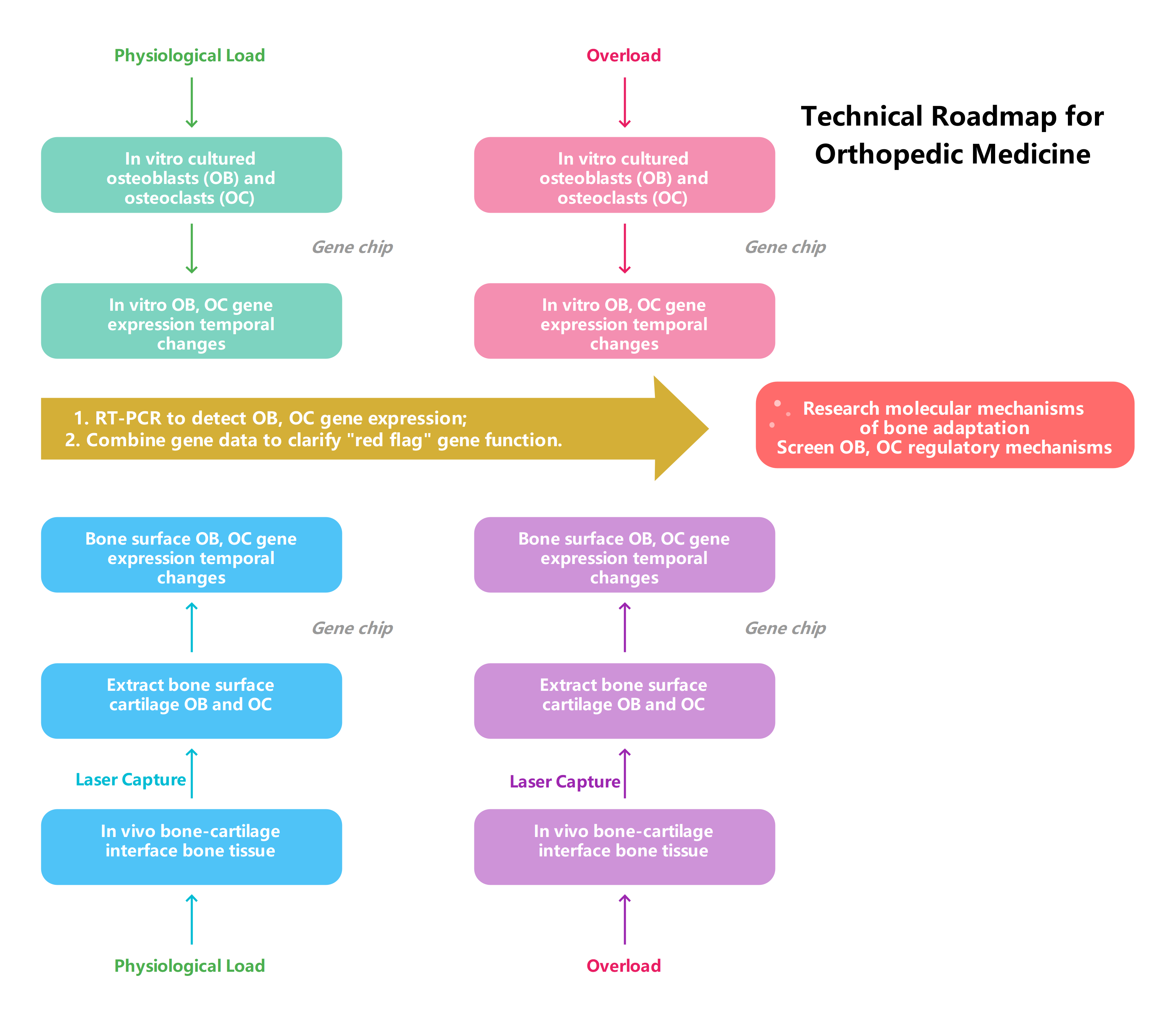 Orthopedic Medicine Technical Roadmap | EdrawMax Templates