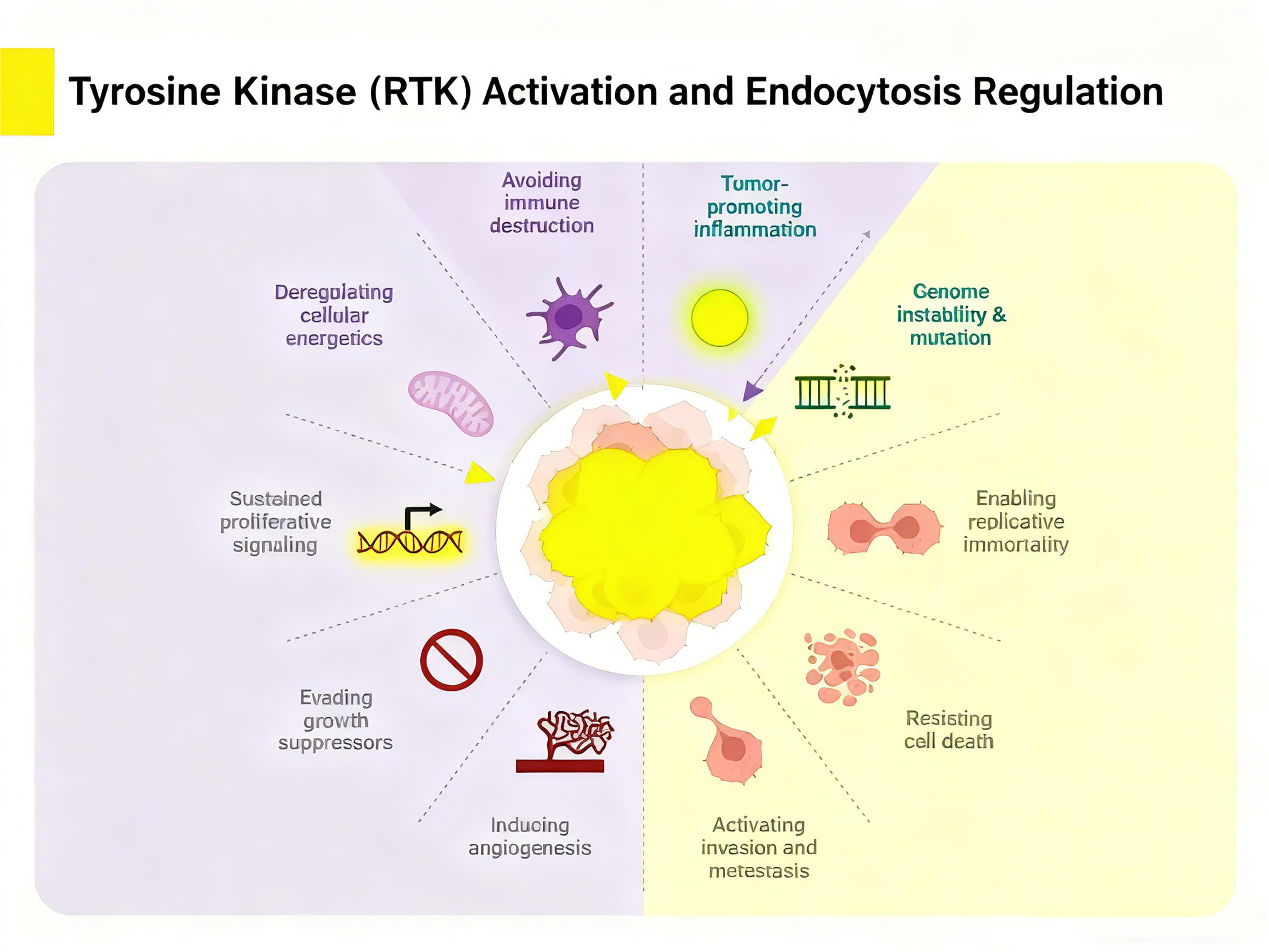 RTK Activation & Endocytosis: Regulation Overview | EdrawMax Templates