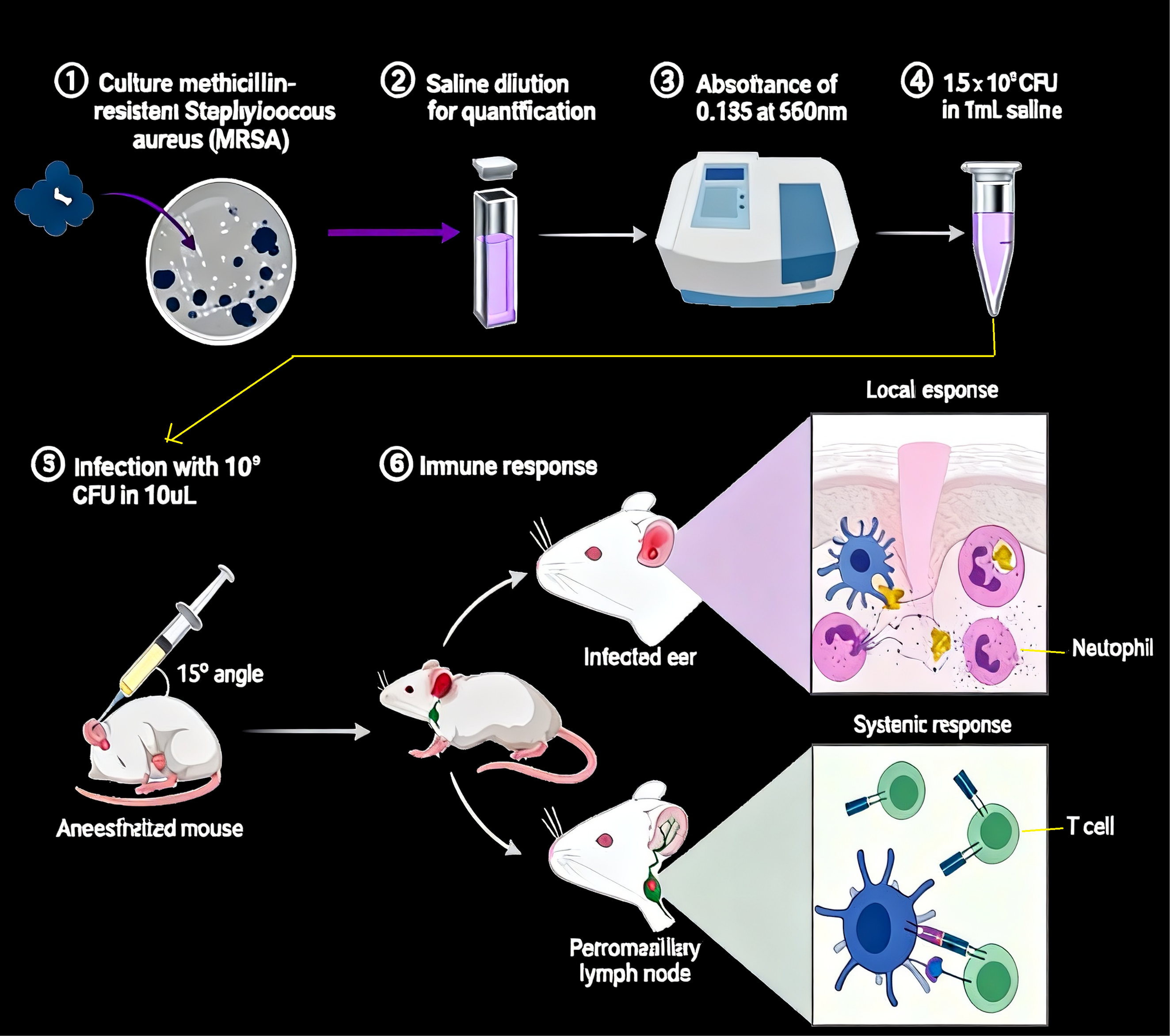 MRSA Infection & Immune Response in Mice