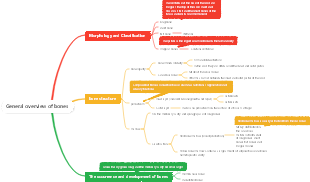General overview of bones
