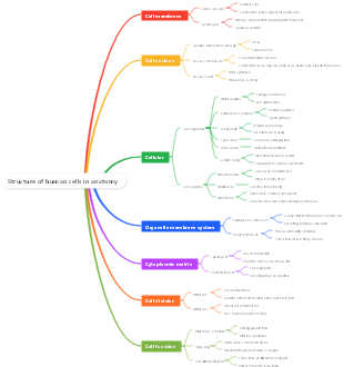 Structure of human cells in anatomy