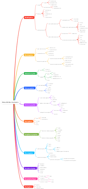 Menschliche Anatomie