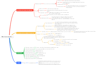 Anatomie des Hirnstamms