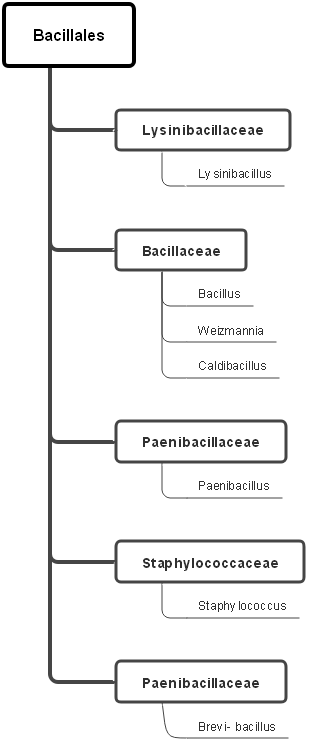 Bacterial pure culture level 2a diagram