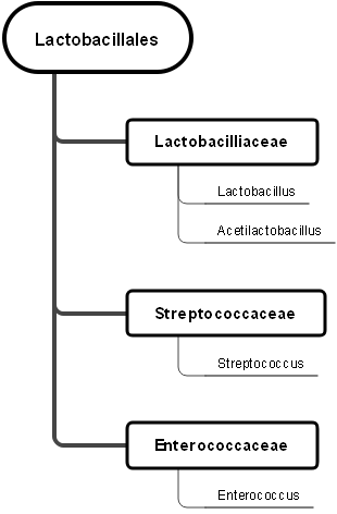 Culture-free bacteria level 3a picture